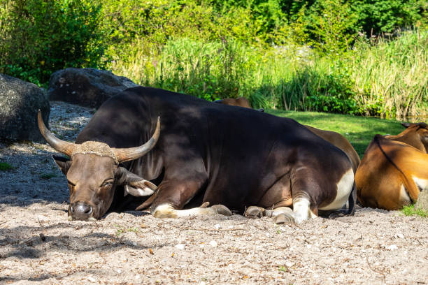istock Banteng, Bos javanicus or Red Bull is a type of wild cattle. 1359345973