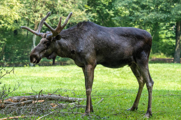 Close up of a wild moose in the deep forest in Sweden