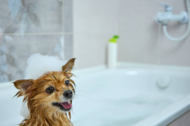istock Contented muzzle of a red dog with foam on its head taking water treatments 1359346481