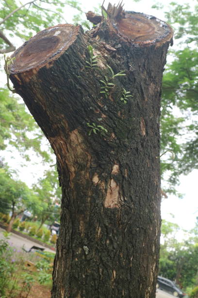 istock big tree cut in the middle of the park 1359347400