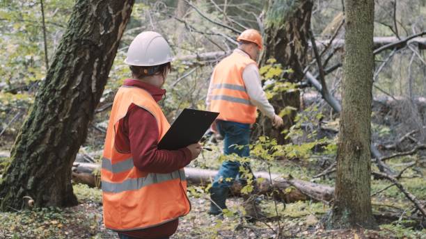 istock Environmentalists a woman and man draw up a penalty protocol for illegal logging 1359347859
