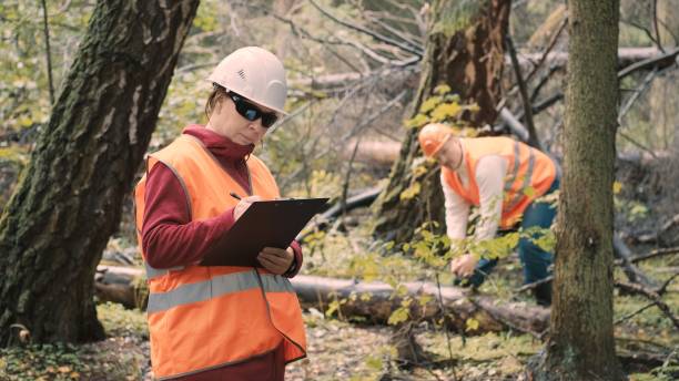 istock Woman and man ecologists measure and document damage to forest from hurricane 1359347864