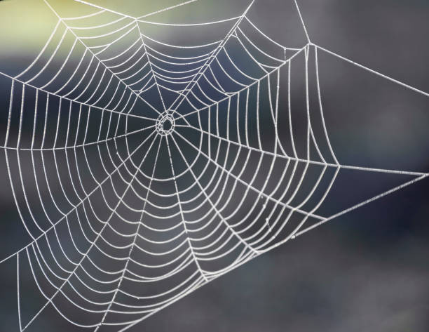 istock View of a spider web in small dew drops in spring. 1359348384
