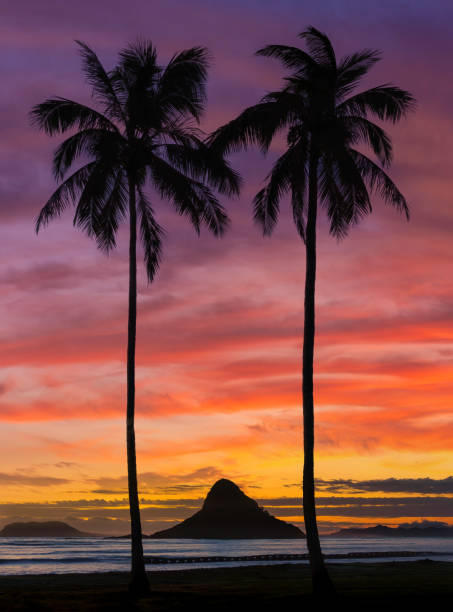 야자수와 차이나맨 모자를 곁들인 오아후의 일몰 - maui beach palm tree island 뉴스 사진 이미지