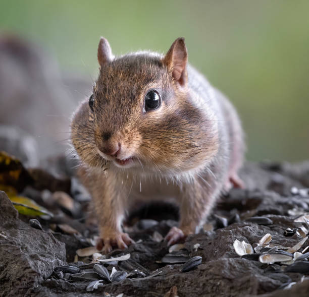 istock A chipmunk with its mouth full of seeds 1359349151