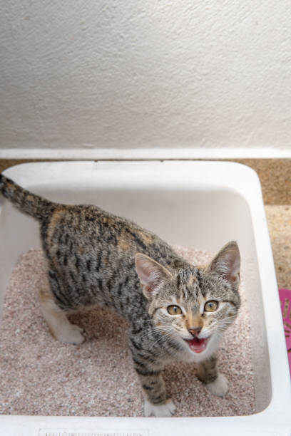 istock Small gray cat looking at camera urinating or defecating in a litter box 1359349459