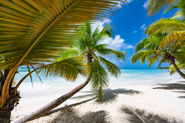 istock caribbean sea palm trees paradise 1359350860