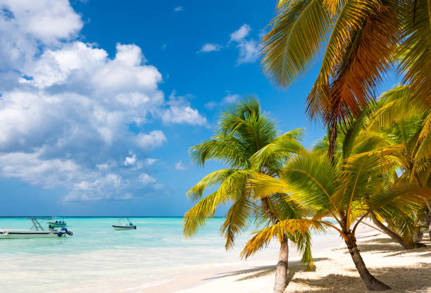 istock caribbean sea palm trees paradise 1359350869