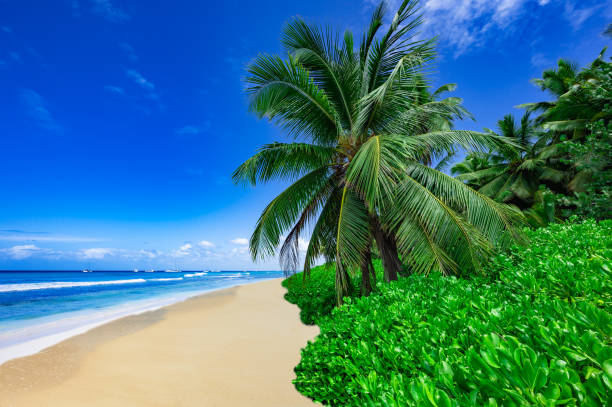 istock caribbean sea palm trees paradise 1359350938