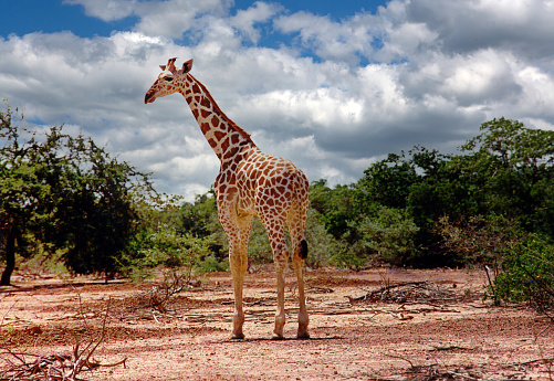 West African giraffe spotted in an area 90 mins south of Niamey.