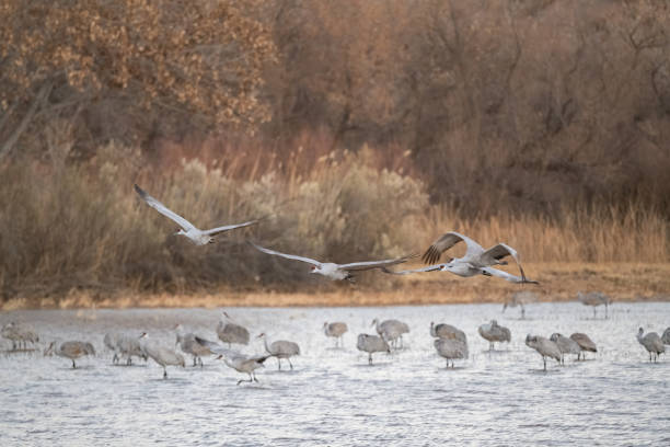 istock Sandhill cranes take flight over the flock 1359351054