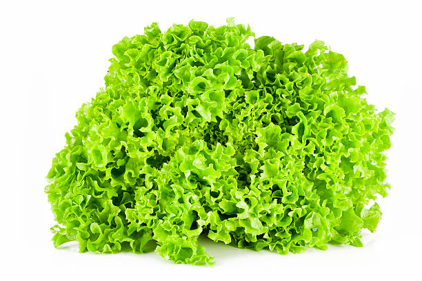 de alface - lollo bionda lettuce imagens e fotografias de stock