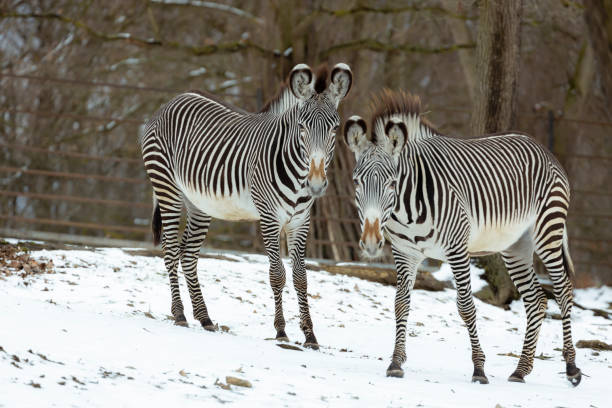 zebras in winter in ZOO, Czech Republic