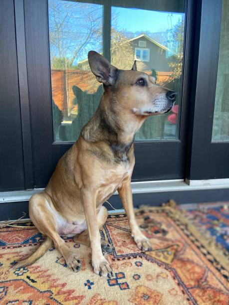 istock Happy dog sitting and looking out 1359355413