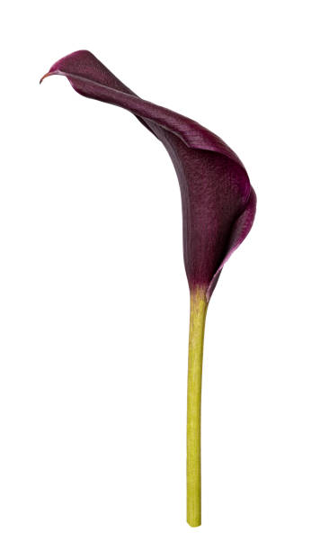 istock Violet calla flower isolated on white background 1359355426
