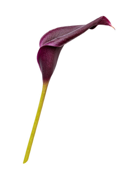 istock Violet calla flower isolated on white background 1359355430