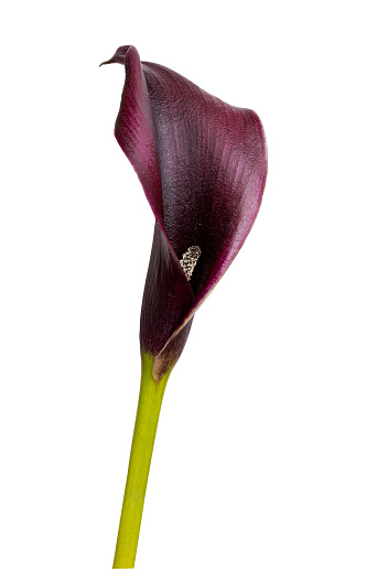 Violet calla flower isolated on white background. Clipping path