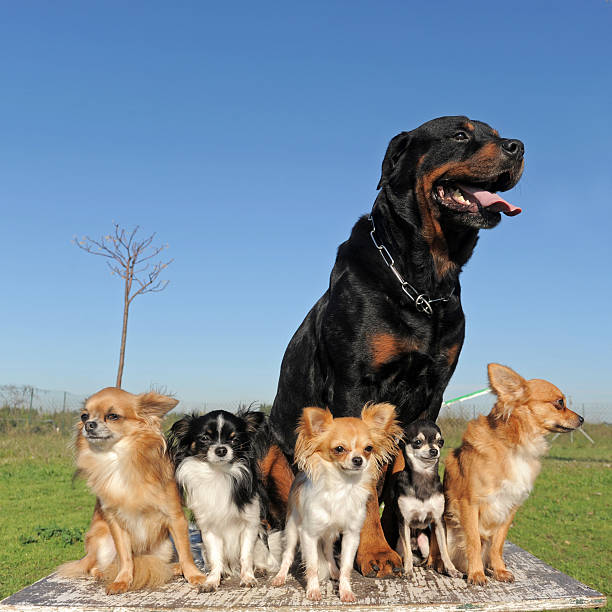istock chihuahuas and rottweiler 135935736