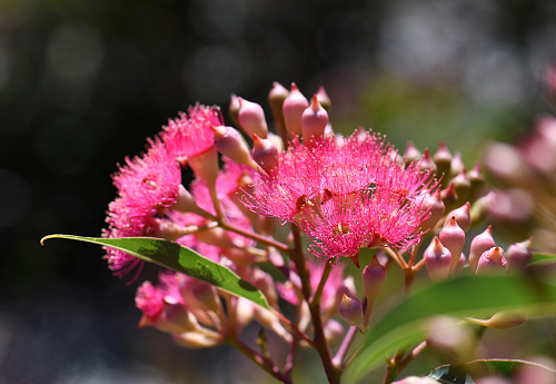 Pink blossoms and buds of the Australian native flowering gum tree Corymbia ficifolia, Family Myrtaceae. Summer flowering