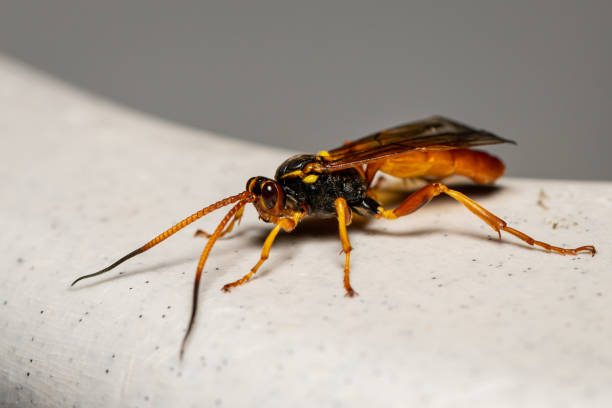 istock An Ichneumon wasp resting on a plate 1359357980