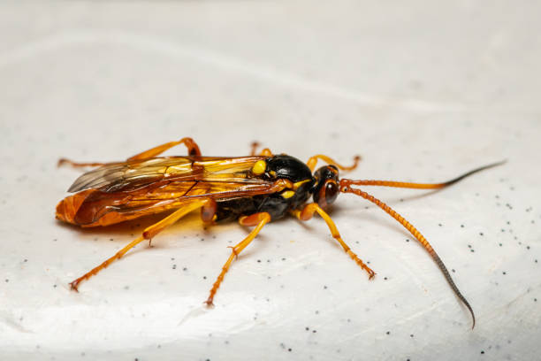 istock An Ichneumon wasp resting on a plate 1359358061