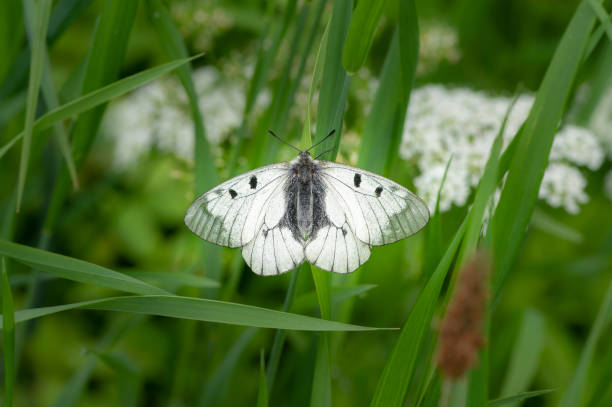 istock A clouded Apollo butterfly resting in a meadow 1359358178