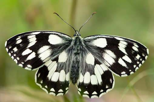 Closeup of A marbled white butterfly (Melanargia galathea) resting on a straw, cloudy day in summer in the Austrian Alps
