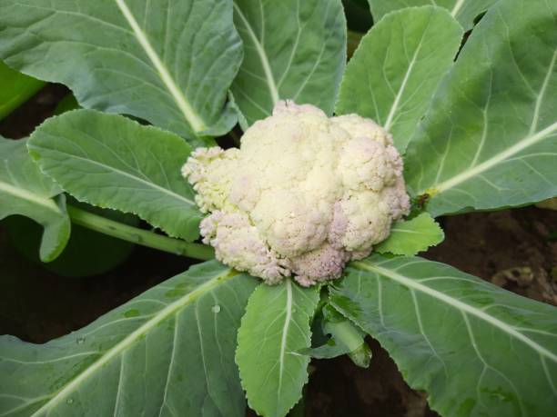 istock Cauliflower in vegetable Garden. 1359358299