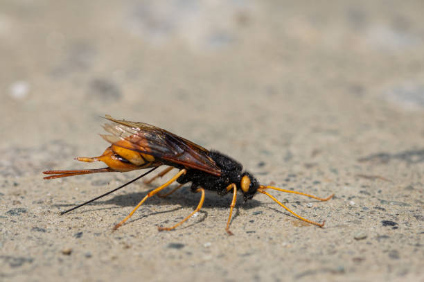 istock A giant woodwasp resting on the ground 1359358321