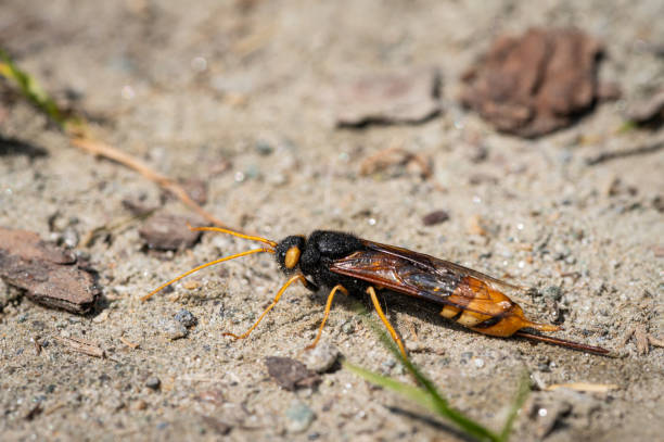 istock A giant woodwasp resting on the ground 1359358328