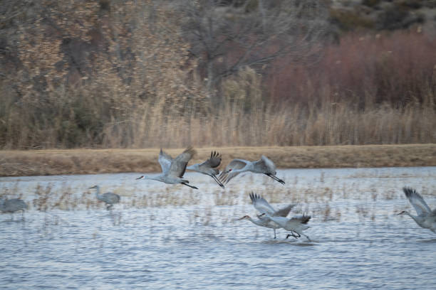 istock Sandhill cranes take flight low over the flock and water 1359358641