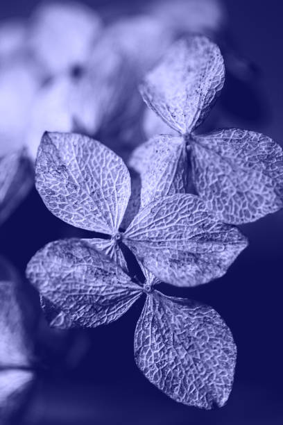 istock Dry textured hydrangea petals on very peri background close up. Dried flowers hydrangea. Trendy color of the year 2022. 1359359860
