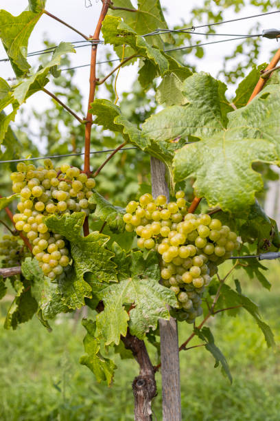 istock Ripening grapes in Batorove Kosihy, Slovakia 1359359897