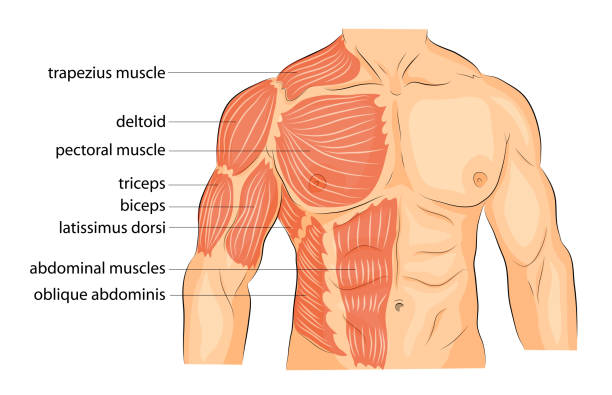 men s body arms shoulders chest and abs. illustration of a male body arms shoulders chest and abs. bodybuilding deltoid stock illustrations