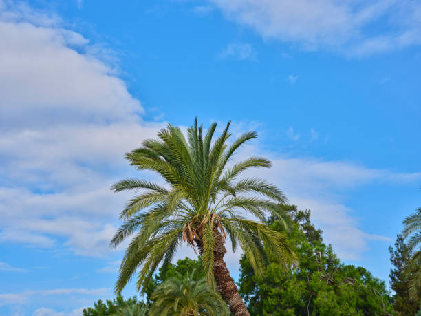 beautiful palm trees on a tropical island