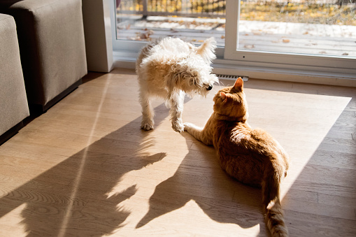 Active encounter between young domestic cat and Morki puppy. They look like fighting but this is their way of playing together. Horizontal indoors full length shot with copy space.