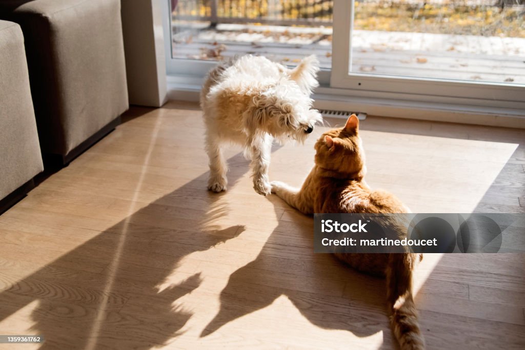 Young cat and dog playing together in front of patio door. Active encounter between young domestic cat and Morki puppy. They look like fighting but this is their way of playing together. Horizontal indoors full length shot with copy space. Dog Stock Photo