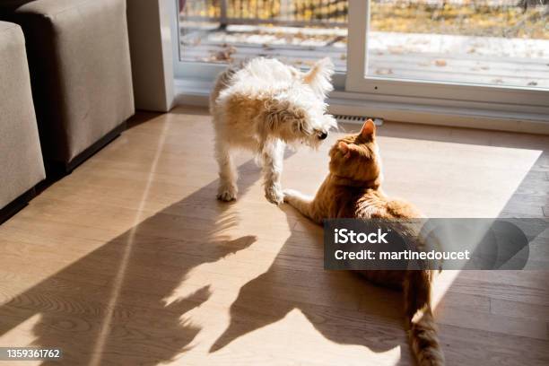 Young Cat And Dog Playing Together In Front Of Patio Door Stock Photo - Download Image Now