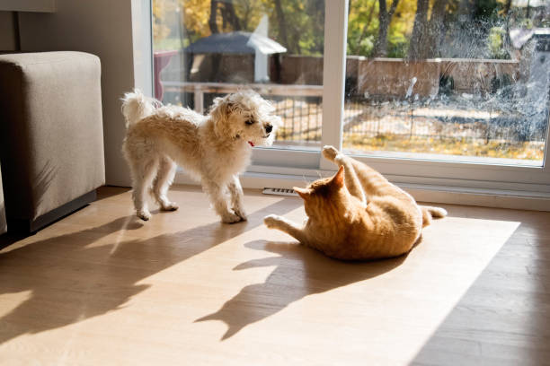 Young cat and dog playing together in front of patio door. stock photo