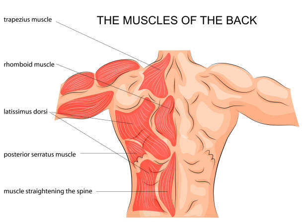 ilustraciones, imágenes clip art, dibujos animados e iconos de stock de los músculos de la espalda. culturista. - muscular build human muscle men anatomy