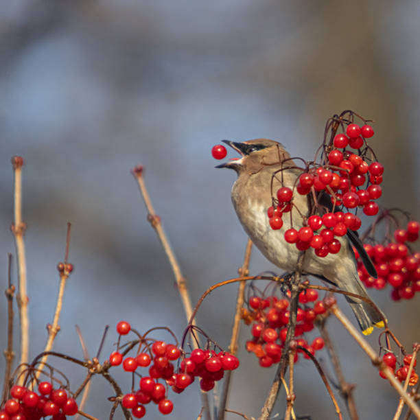 istock American Jasper (Bombycilla cedrorum), Cedar waxwing, Ampelis Americano. 1359362399