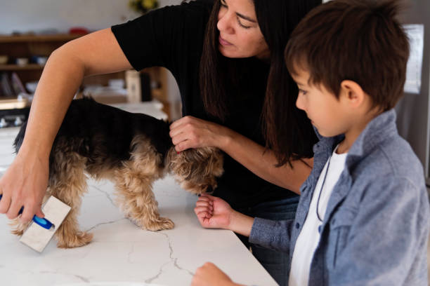 istock Mother and son grooming morki dog on kitchen counter. 1359362708