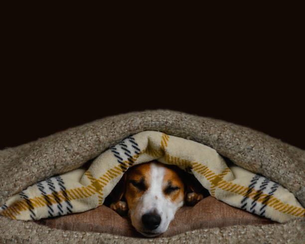 istock Senior pets savor an extended afternoon nap 1359362780
