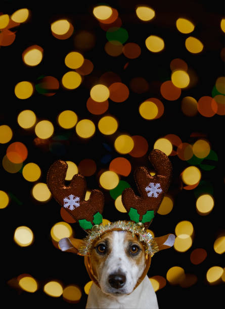 istock Christmas background with jack russell dog in party hat. 1359363000