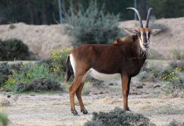 istock african animal safari with antilope sable 1359364214