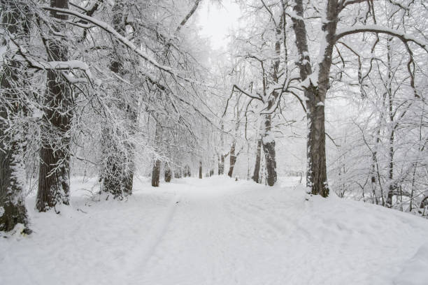 istock winter path in a snowy park among the trees 1359366661