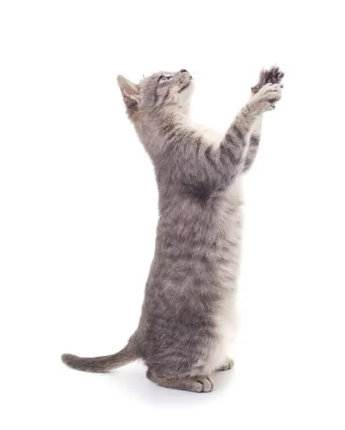 Photo of Gray little kitten stands on two legs.