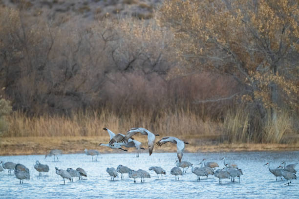 istock Sandhill cranes take flight over the flock 1359367800