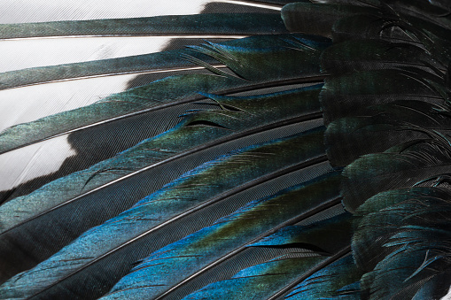 white and blue feathers of a magpie. background or texture