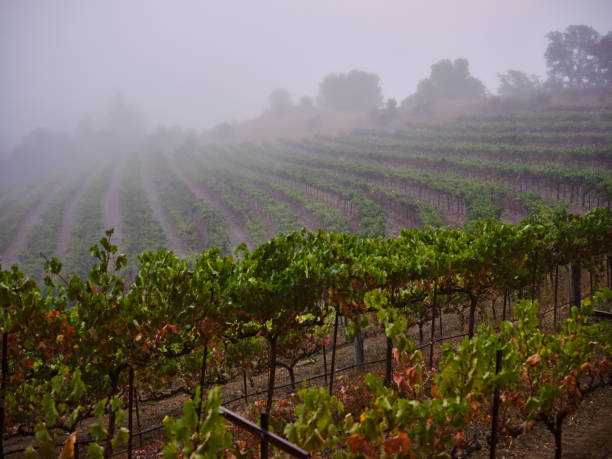 istock Fog blankets a hillside in a vineyard above a river. 1359369124